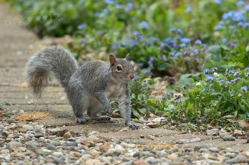 Grey squirrel (Sciurus carolinensis) adult animal walking on a garden path in spring, Suffolk, England, United Kingdom