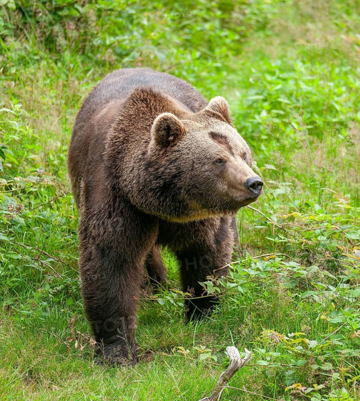 Brown bear (Ursus arctos) standing in a forest clearing, captive, Bavarian Forest National Park, Bavaria, Germany