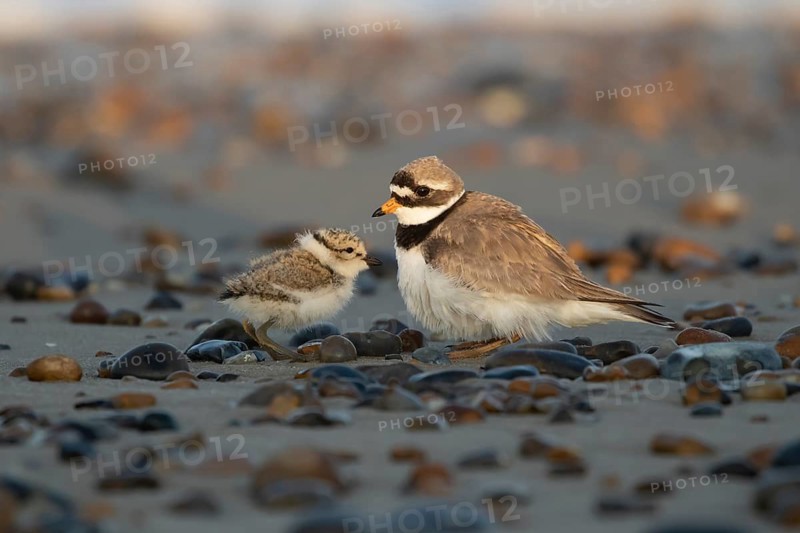 Ringed plover (Charadrius hiaticula) adult wading bird and juvenile baby chick on a beach, Suffolk, England, United Kingdom