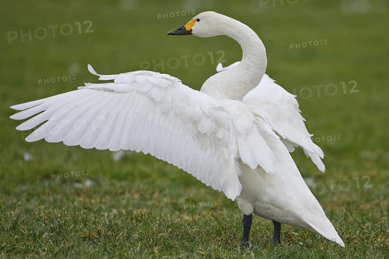 Tundra Swan (Cygnus columbianus bewickii), Netherlands