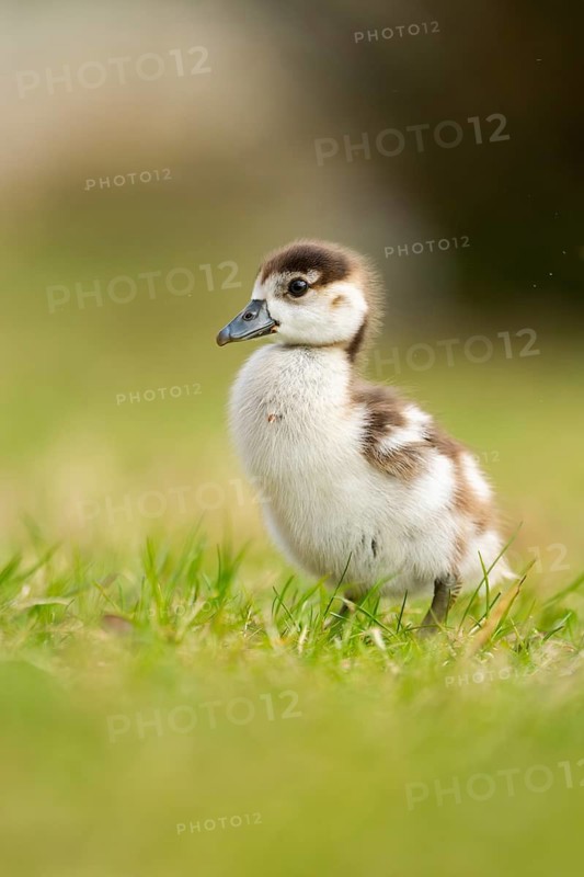 Egyptian goose (Alopochen aegyptiaca) cute chick on a meadow at the shore of a lake, Bavaria, Germany