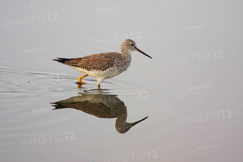 Greater yellowlegs (Tringa melanoleuca), Merritt Island, Florida, USA