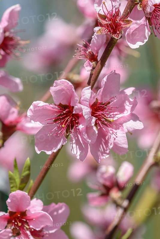 Nectarine (Prunus persica 'Flavortop'),  Germany