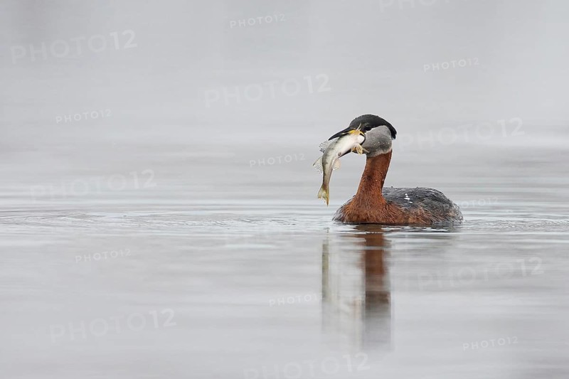 Rothalstaucher (Podiceps grisegena) Red-necked Grebe