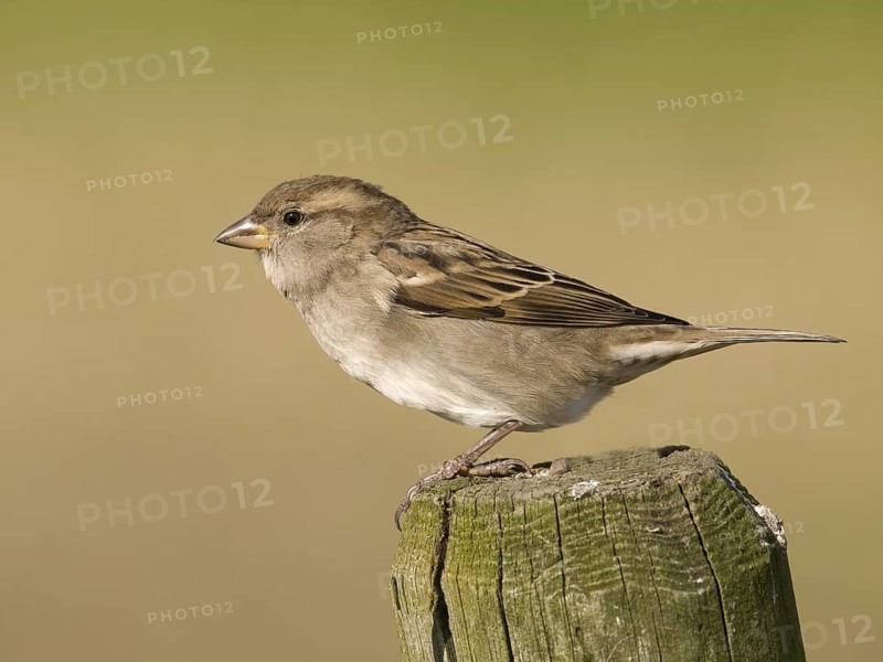 House Sparrow (Passer domesticus) female, Utrecht, Netherlands
