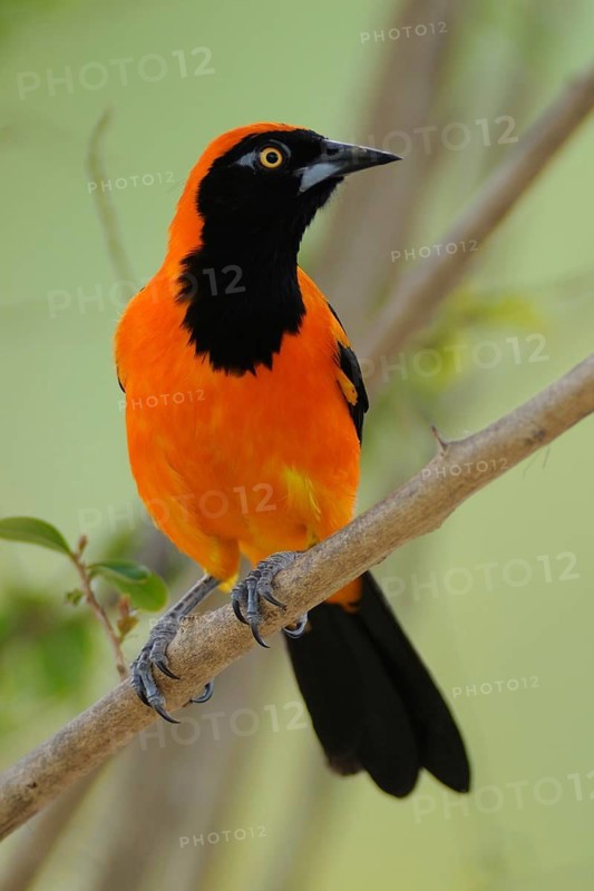 Venezuelan Troupial (Icterus icterus), Pantanal, Brazil