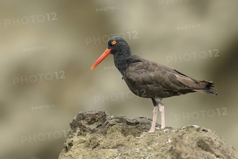 Black Oystercatcher (Haematopus bachmani), British Columbia, Canada