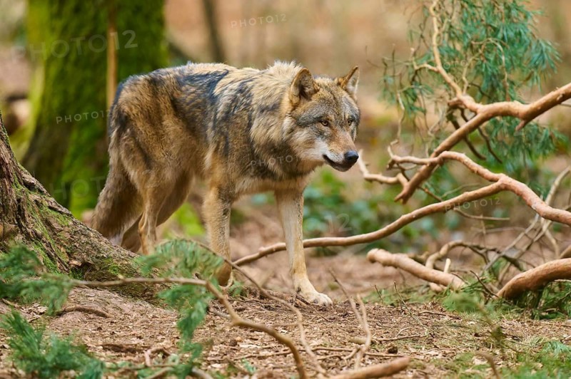 Wolf walking carefully through the forest, surrounded by branches and foliage, Wolf (Canis Lupus), Germany