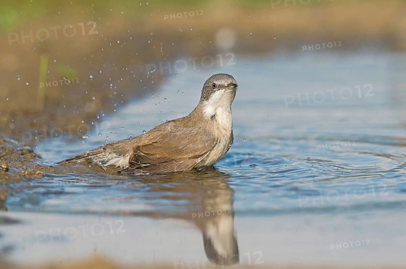 Lesser Whitethroat (Sylvia curruca) at waterhole, Aosta Valley, Italy