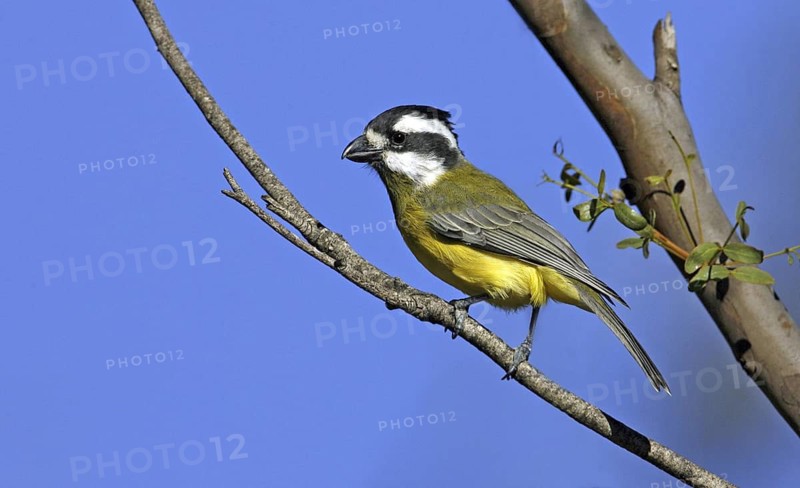 Crested Shriketit (Falcunculus frontatus) female, Victoria, Australia