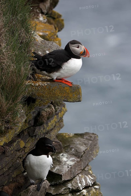 One Razorbill (Alca torda) standing on a coastal cliff in Latrabjarg, Iceland. A puffin in the background