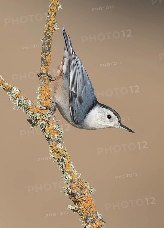 White-breasted Nuthatch (Sitta carolinensis) climbs down a branch, California, USA