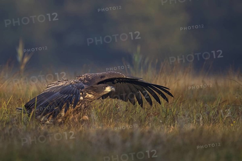 White-tailed Eagle (Haliaeetus albicilla) juvenile, Poland