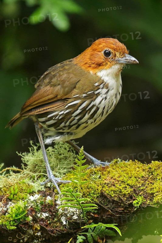 Chestnut-crowned Antpitta (Grallaria ruficapillas) perched on a branch in the Andes Mountains of Colombia