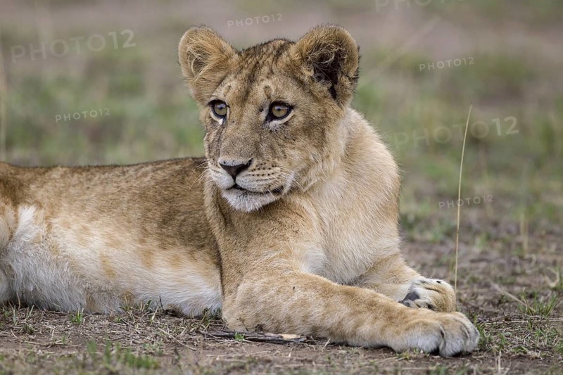 African Lion (Panthera leo) cub lying alone on the ground, Masai Mara, Kenya