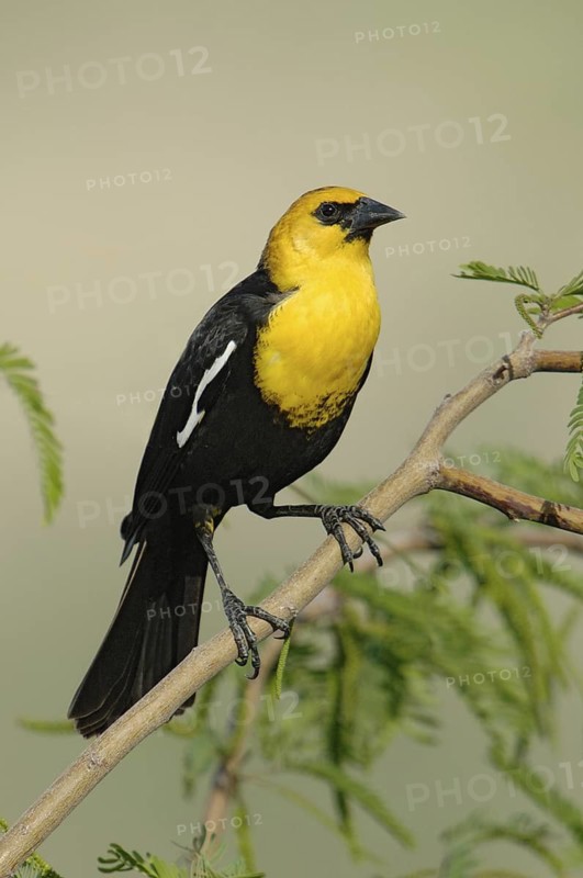 Yellow-headed Blackbird (Xanthocephalus xanthocephalus) male, Montana, USA
