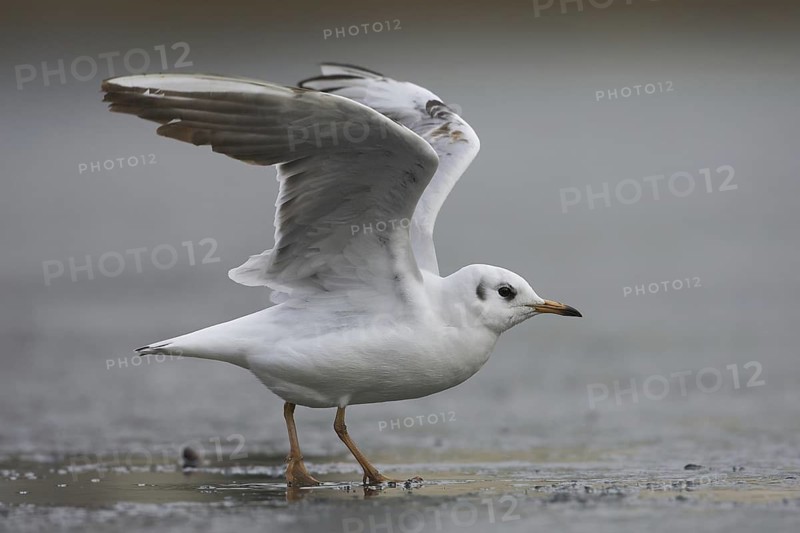 Black-headed Gull (Chroicocephalus ridibundus), Bavaria, Germany