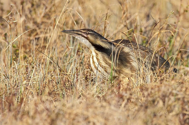 American bittern (Botaurus lentiginosus) on the tundra near Churchill, Manitoba, Canada