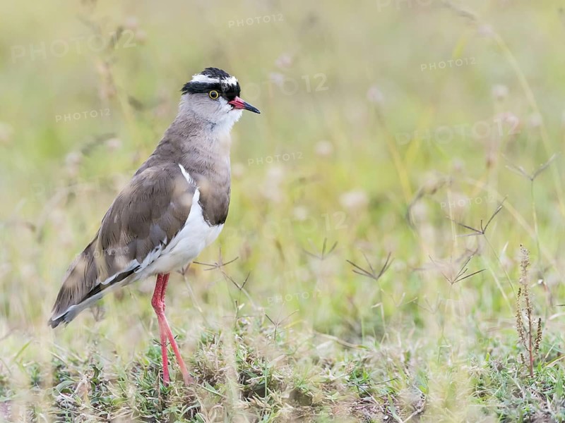 Crowned Lapwing (Vanellus coronatus), Kenya