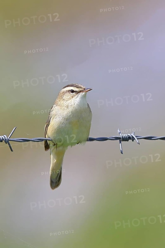 Reed warbler (Acrocephalus schoenobaenus) sitting on a barbed wire fence, Wildlife, Lembruch, Ochsen Moor, Dümmer nature park Park, Lower Saxony, Germany