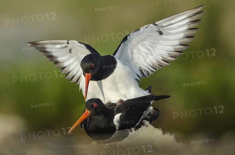 Eurasian Oystercatcher (Haematopus ostralegus) pair mating, Schleswig-Holstein, Germany