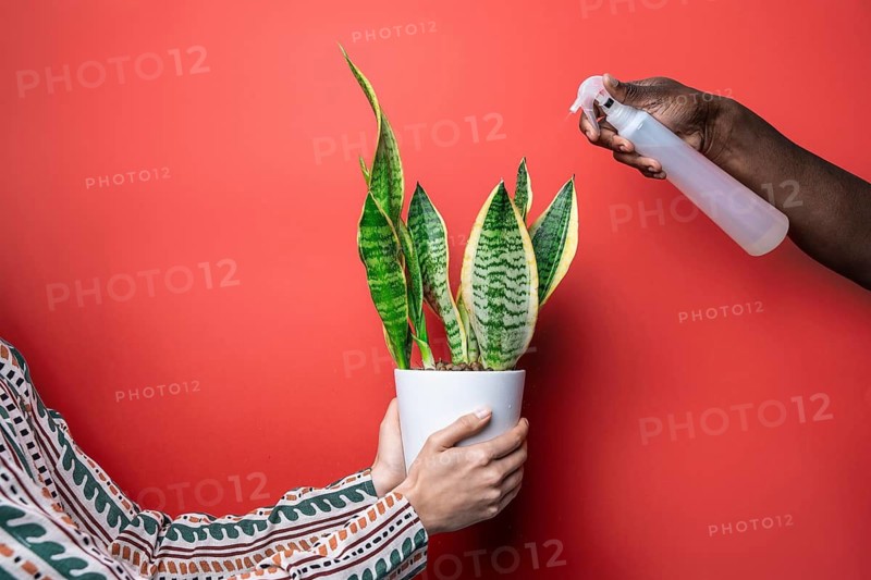 Two hands engage in nurturing a potted snake plant against a vibrant red backdrop. One hand delicately holds the plant, while the other sprays it with a gentle mist