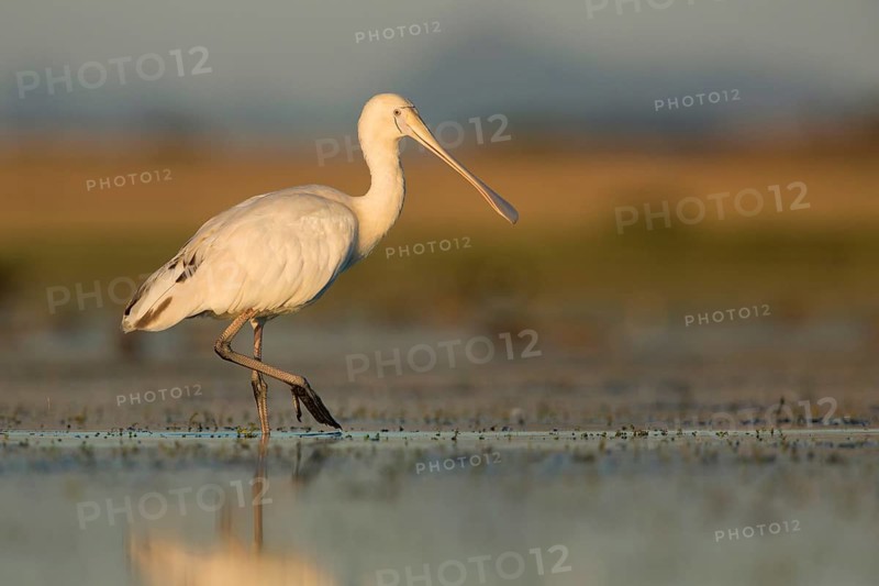 Yellow-billed Spoonbill (Platalea flavipes) foraging, Victoria, Australia