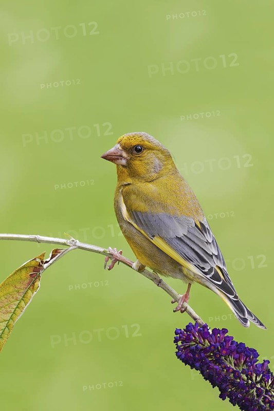 European Greenfinch (Chloris chloris), Berlin, Germany