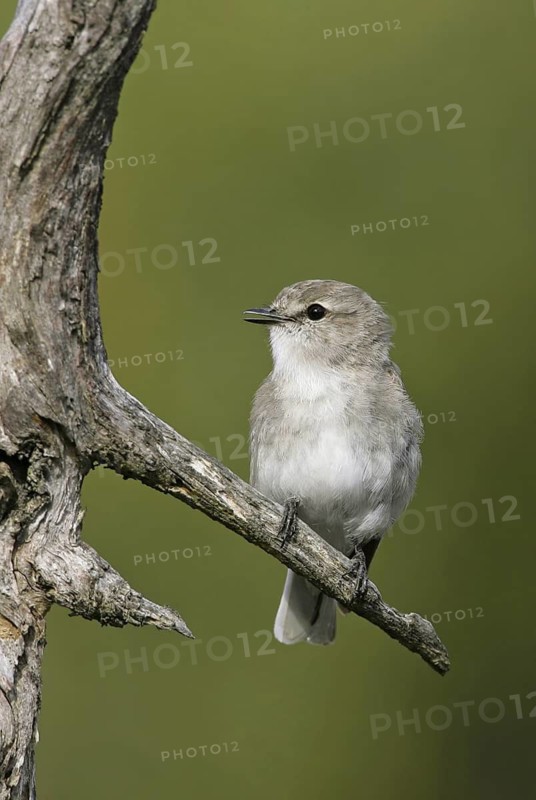 Jacky Winter (Microeca fascinans), Queensland, Australia