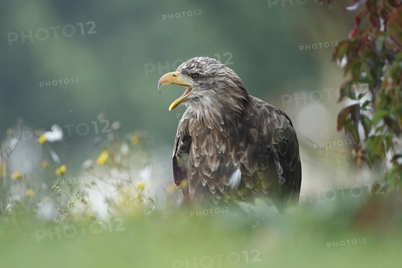 White-tailed Eagle (Haliaeetus albicilla) calling, Germany