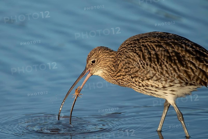 Eurasian curlew (Numenius arquata) adult wading bird with a crab for food in its beak, Norfolk, England, United Kingdom