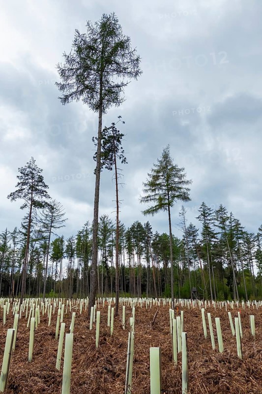 Schloss Holte, Schloss Holte-Stukenbrock, North Rhine-Westphalia, Germany, Young trees in protective covers under a grey sky, afforestation, reforestation