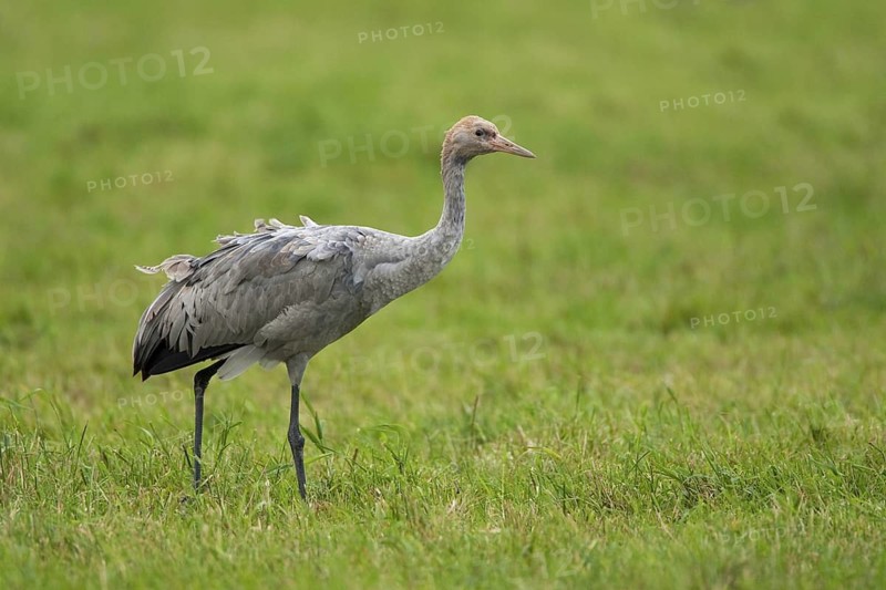 Common Crane (Grus grus), Mecklenburg-Western Pomerania, Germany
