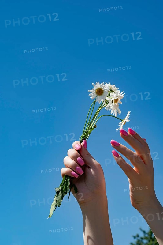 Cropped unrecognizable woman's hands with pink nails hold delicate daisies against a clear blue sky. The scene captures the essence of spring and nature's beauty