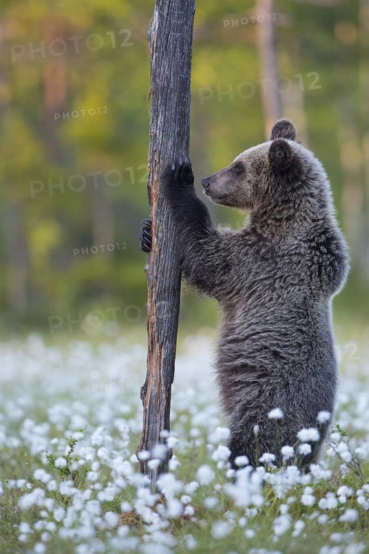 Eurasian Brown Bear (Ursus arctos) cub standing at tree trunk in white cottongrass, Finland