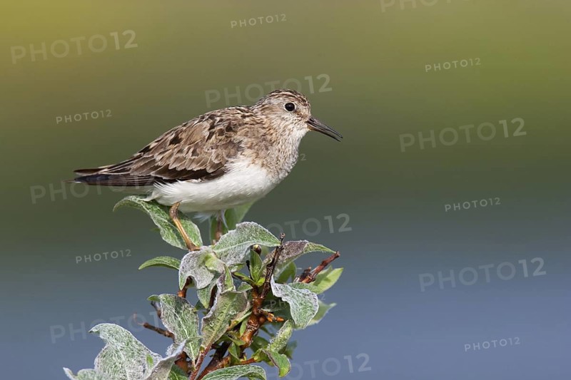 Temminck's Stint (Calidris temminckii), Finnmark, Norway