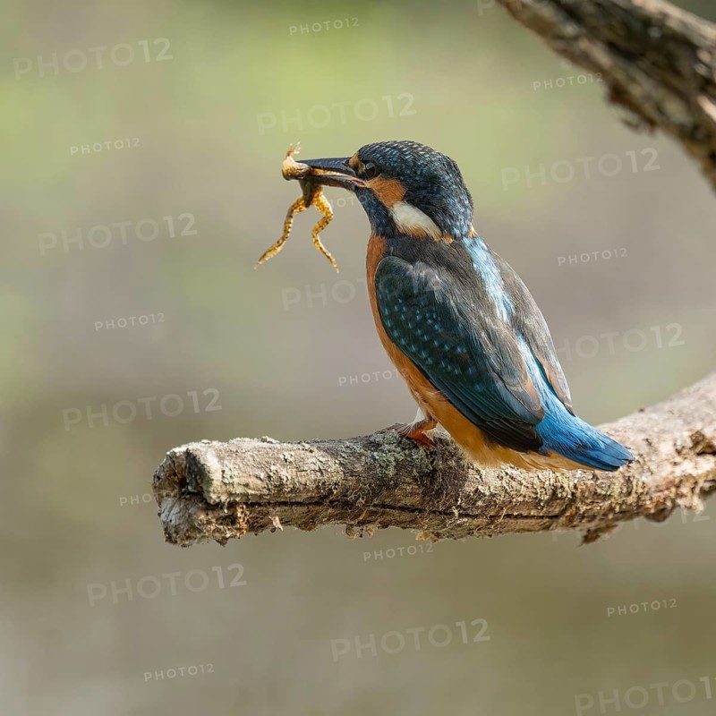 Kingfisher (Alcedo atthis) sitting on a branch, perch, with captured prey frog (Rana) in its beak, Lower Saxony, Germany