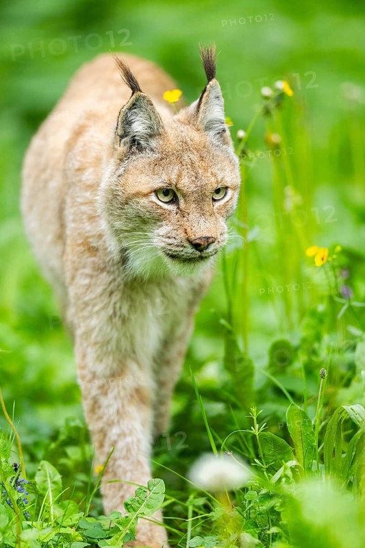 Eurasian lynx (Lynx lynx) walking through the grass, Bavaria, Germany