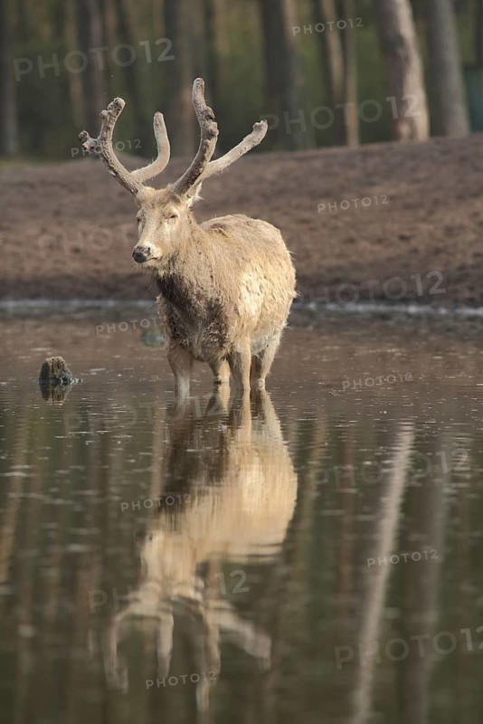 Père david's deer (Elaphurus davidianus), male, reflection, captive