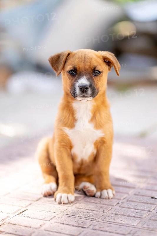 A charming brown puppy with a white chest sits attentively on sunlit patio. Its ears perked up, embodying innocence and curiosity against a blurred background