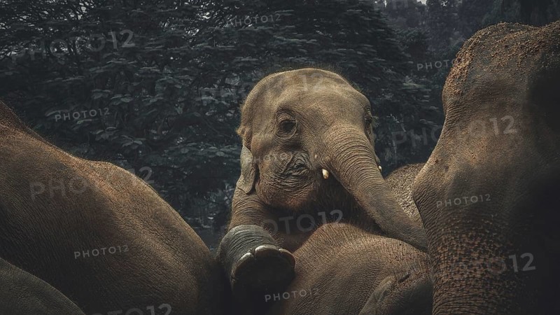 Asian elephants (elephas maximus) standing close together in a gloomy forest landscape, Pinnawela Elephant Orphanage, Sri Lanka