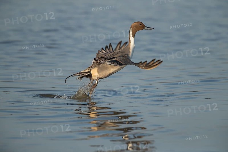 Northern pintail duck (Anas acuta) adult male bird in flight taking off from a lake, England, United Kingdom