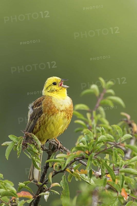 Yellowhammer (Emberiza citrinella) male singing, Rhineland-Palatinate, Germany