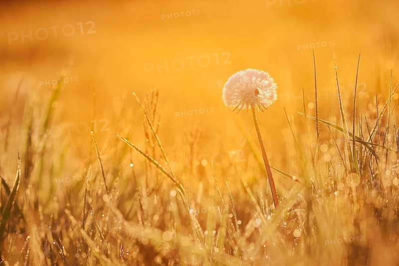 Common dandelion (Taraxacum officinale), fruit stand backlit at sunrise, North Rhine-Westphalia, Germany