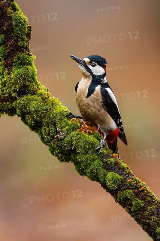 Great Spotted Woodpecker (Dendrocopos major) male, Asturias, Spain