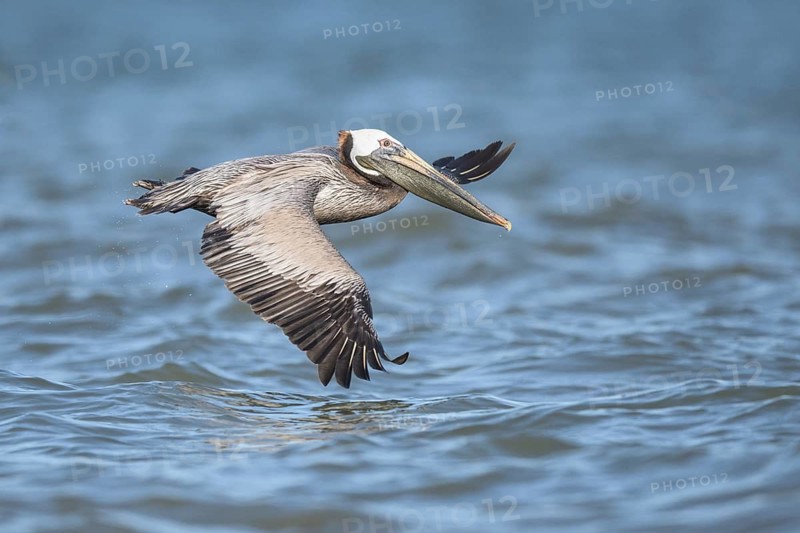 Brown Pelican (Pelecanus occidentalis) flying, Texas, USA