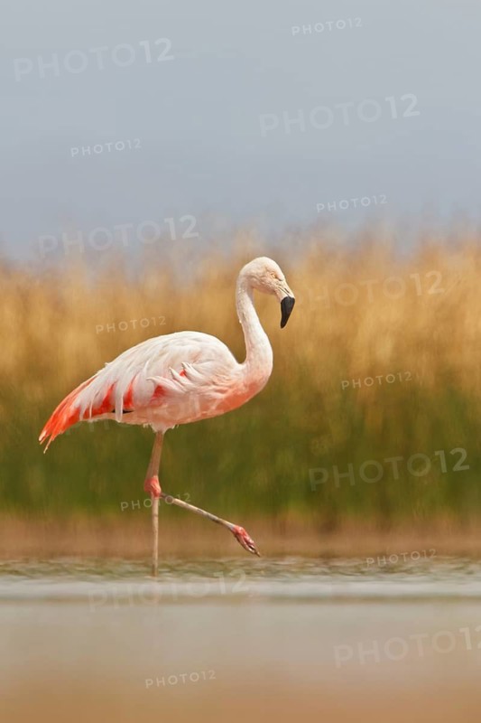 Chilean Flamingo (Phoenicopterus chilensis) in a wetland in Bolivia, South America