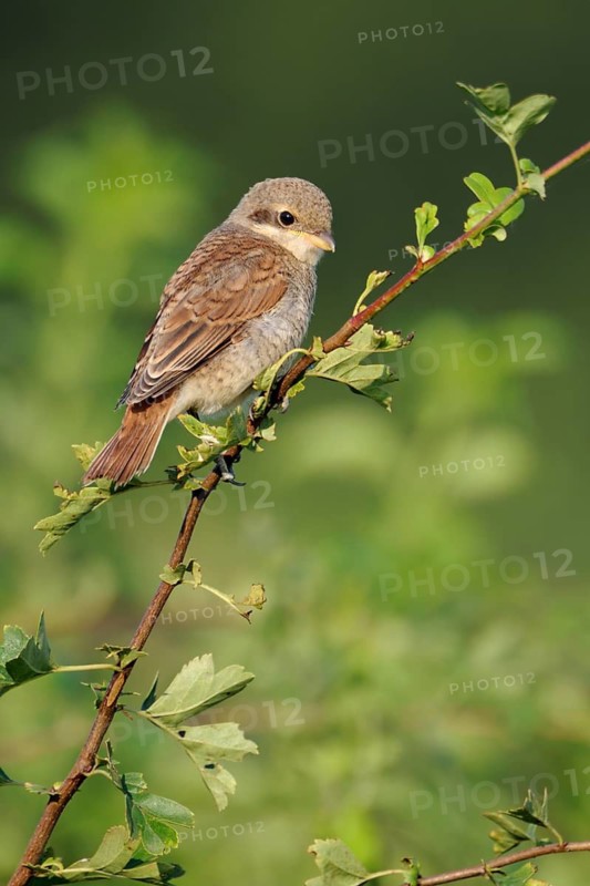 Red-backed Shrike (Lanius collurio) juvenile perched on a branch, North Rhine-Westphalia, Germany