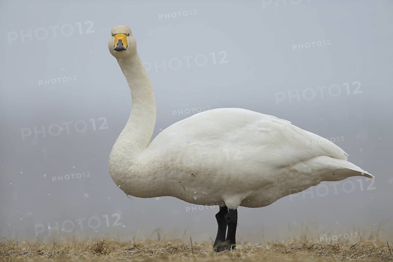 Whooper Swan (Cygnus cygnus), North Rhine-Westphalia, Germany