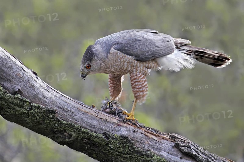 Cooper's Hawk (Accipiter cooperii), Saskatchewan, Canada